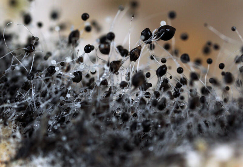 Врач рассказал, какие токсины из пищи, пораженной плесенью, провоцируют рак