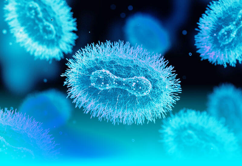 Meymunçiçəyi xəstəliyi ümumiyyətlə yüngül gedişatlı xəstəlikdir