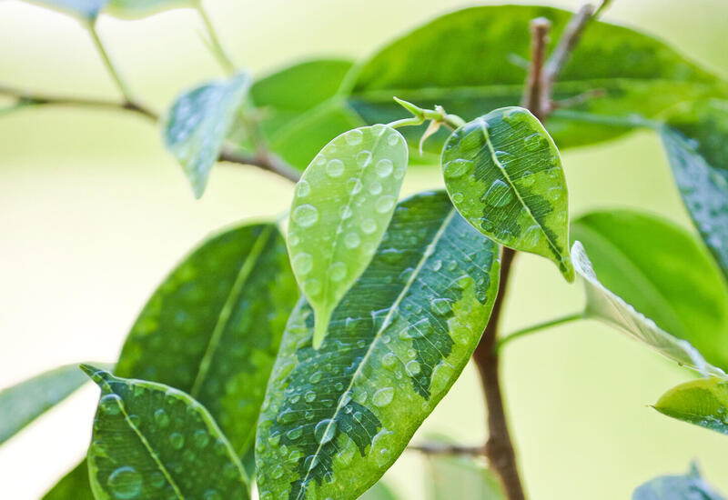 Раскрыта древняя тайна эволюции растений