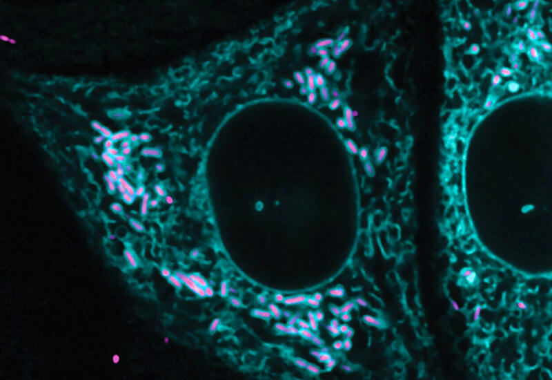Ученые обнаружили уникальные контакты между бактериями и клетками человека