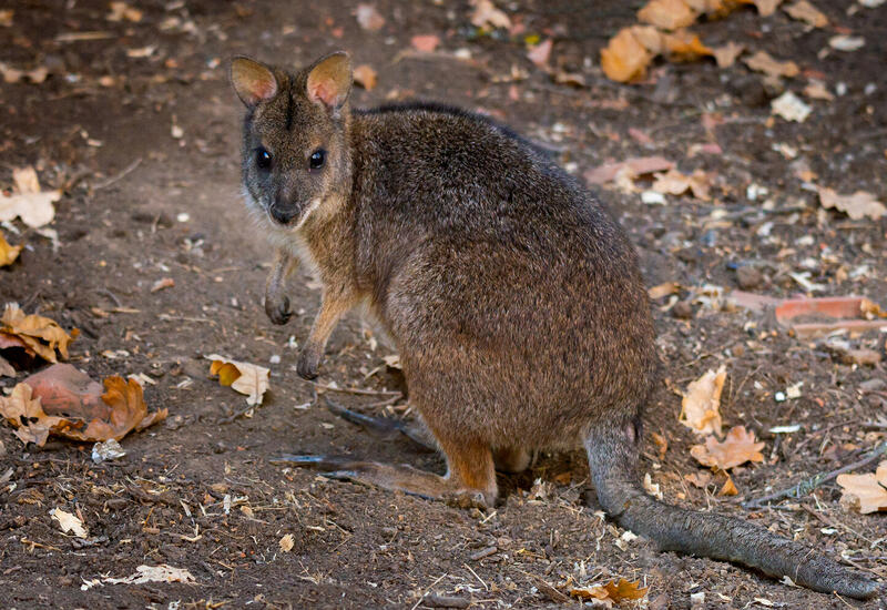 Ученые совершили прорыв в изучении редчайших животных Австралии