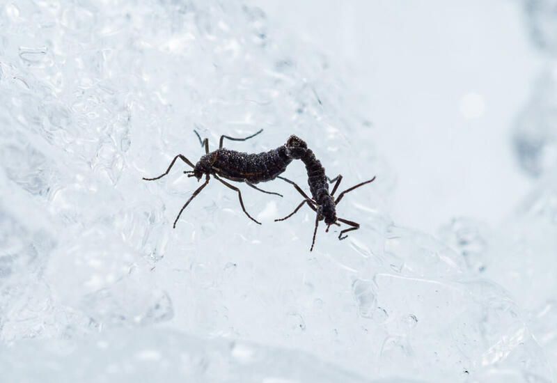 Раскрыт секрет выживания единственного насекомого Антарктиды