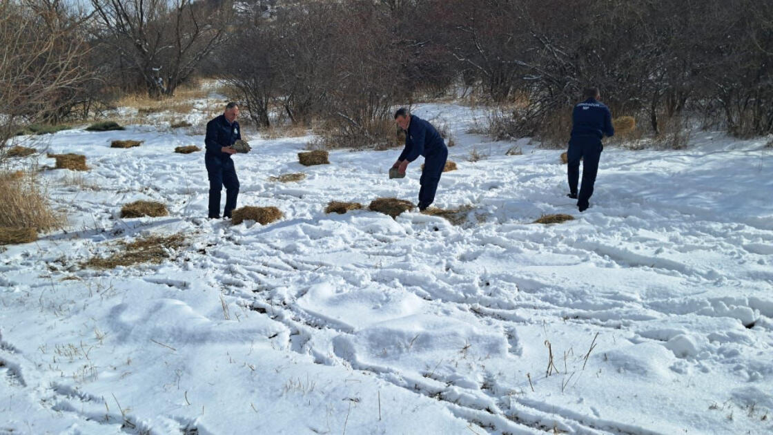 В Ордубаде проводятся биотехнические мероприятия