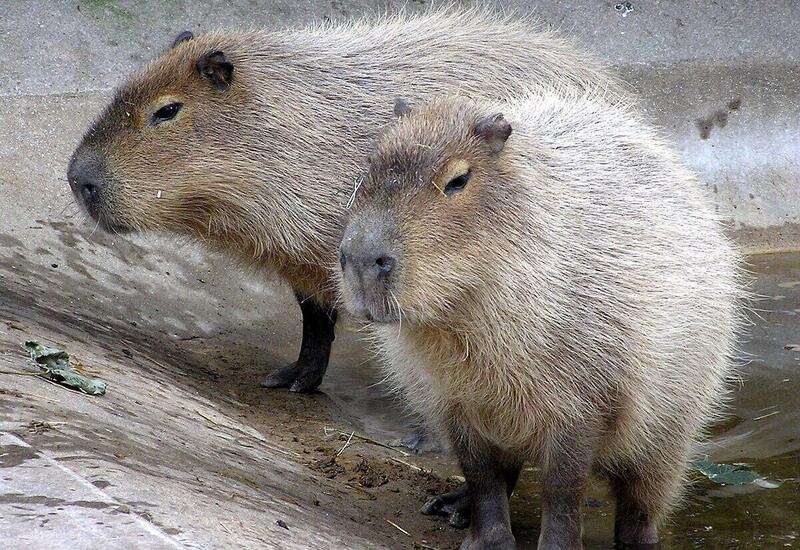 Polisin kapibara geyimində əməliyyatı gündəm oldu