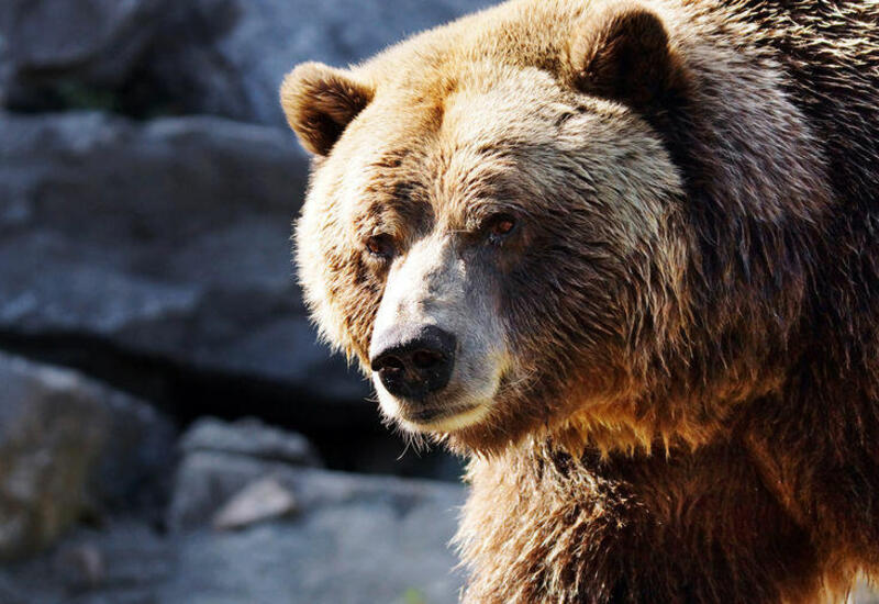 В Баку раскрыт факт продажи медвежьего мяса