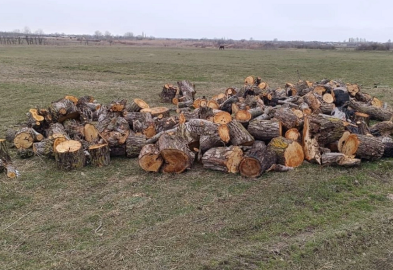 Xaçmazda qanunsuz ağac kəsimi