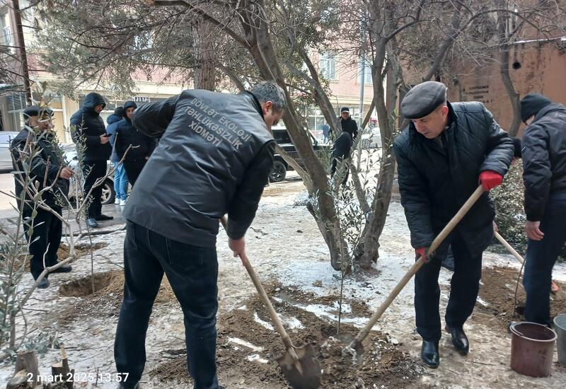 Binəqədi rayonunda ağac kəsintisi faktı aşkarlanıb
