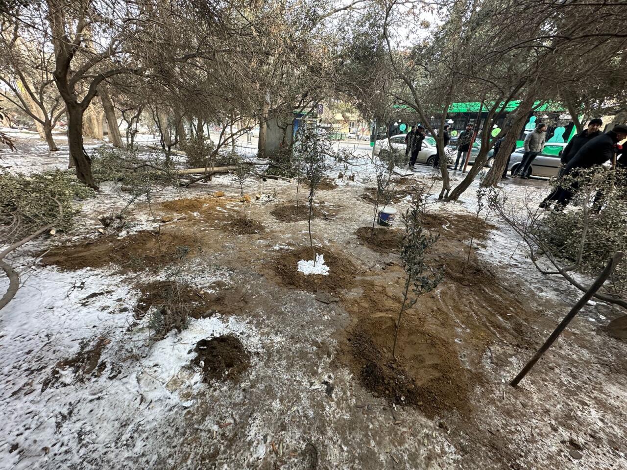 Binəqədi rayonunda ağac kəsintisi faktı aşkarlanıb