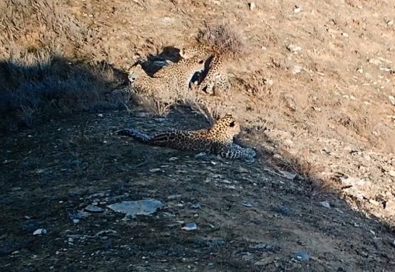 В Зангезурском национальном парке в кадр фотоловушки попали пять леопардов