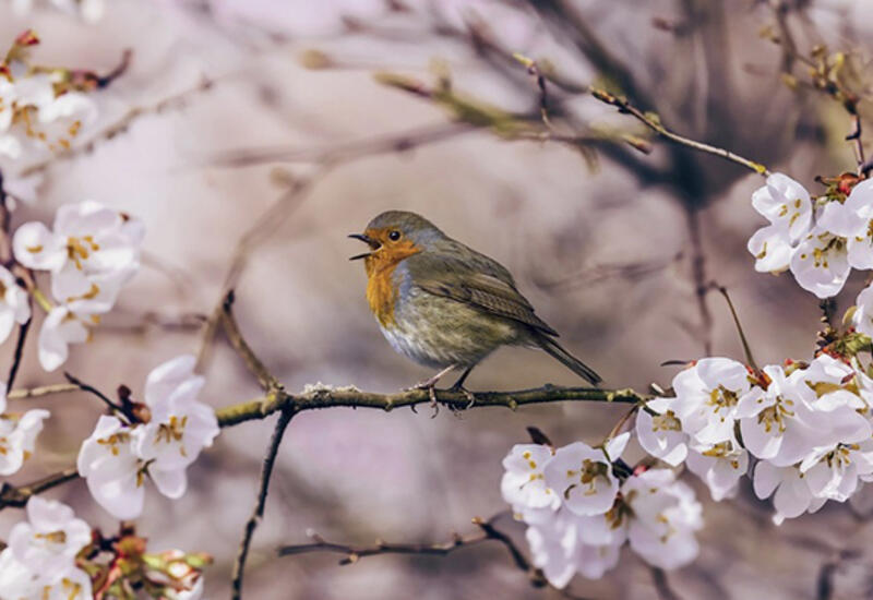Bayram günü yaz havası olacaq