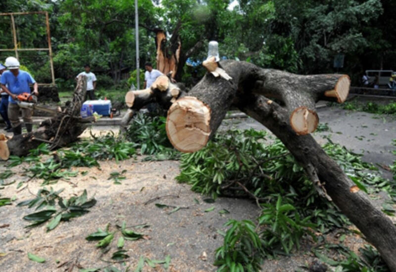 Bakının mərkəzində ağacları kəsənlərə cinayət işi açıldı