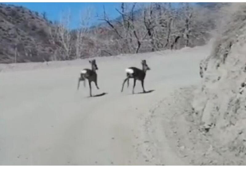 Laçında iki ceyran görünüb