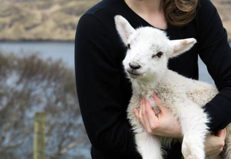 Azərbaycanda film kimi cinayət