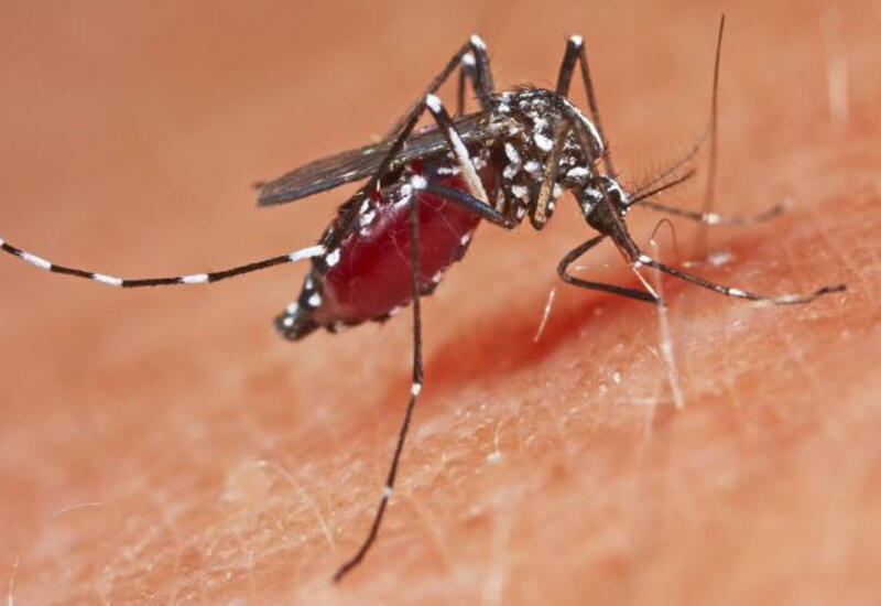 Alimlər insan qanını ağcaqanadlar üçün ölümcül edir