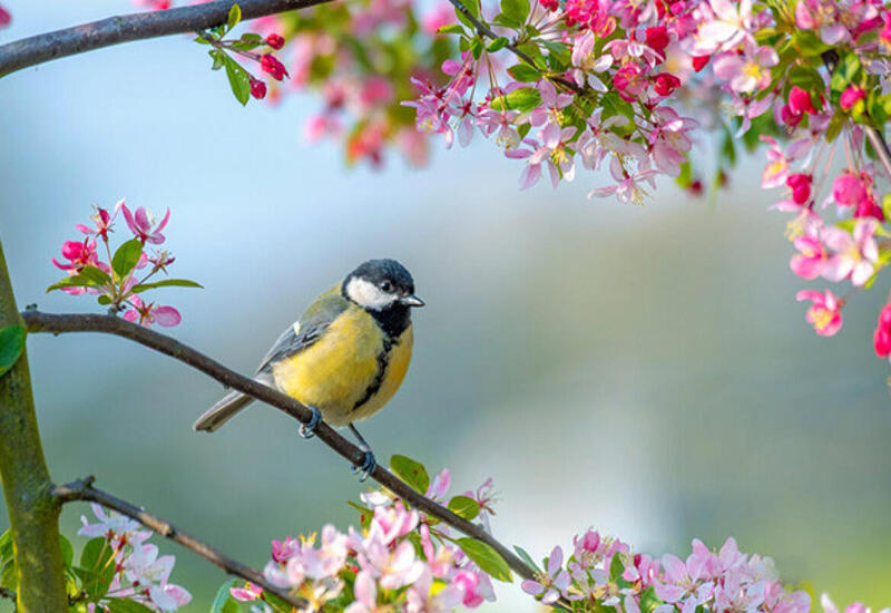 Sabah Bakıda 22 dərəcəyədək isti olacaq