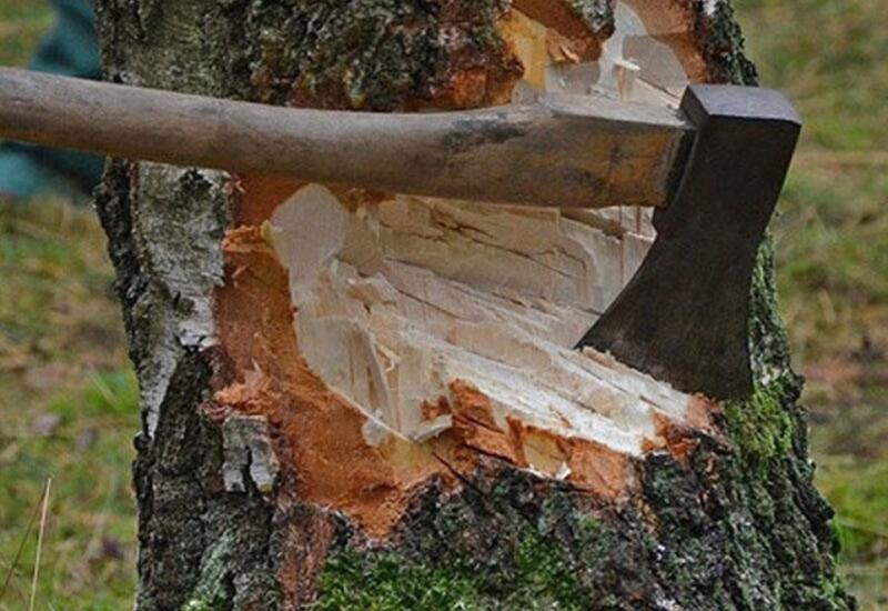 Bu ərazilərdə yaşıllıqlar qanunsuz kəsildi