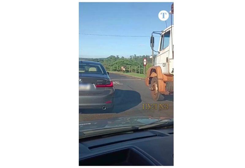 Самое неожиданное автопроисшествие года в Бразилии