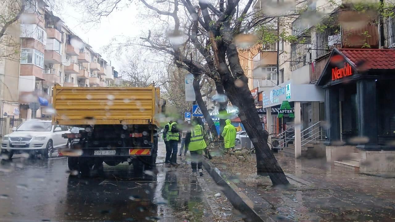 Küləyin sındırdığı ağacların sayı