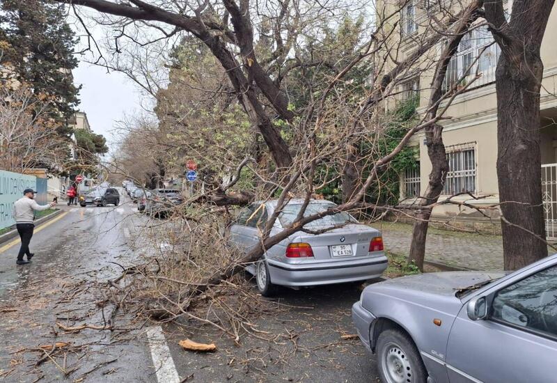 Maşının üstünə ağac aşdı, dəyən ziyanı kim ödəməlidir?