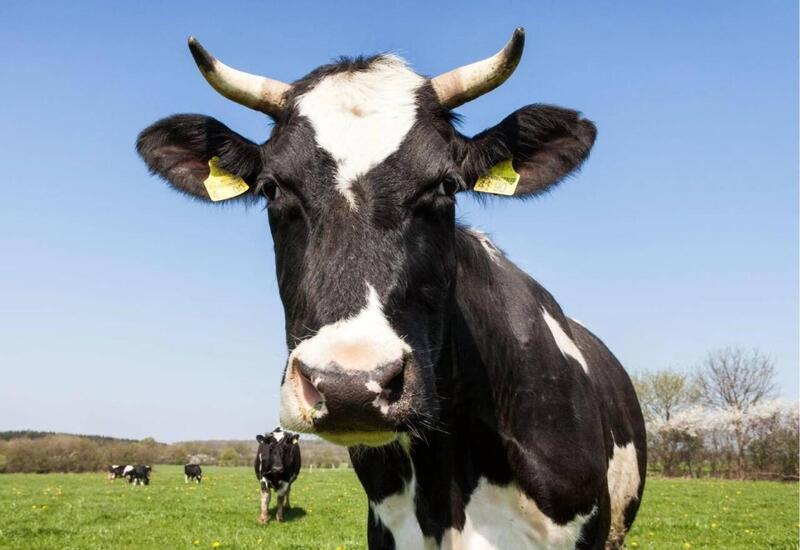 Azərbaycanda inəyin sahibini 8 min cərimələdilər