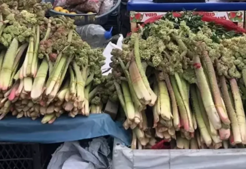 Xərçəngin müalicəsində yeni bitki
