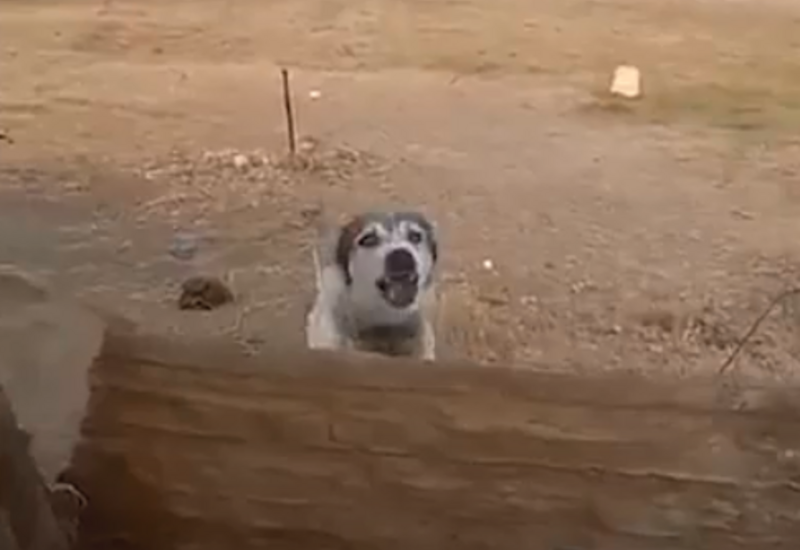 Xırdalanda sahibsiz itlər iki nəfərə xəsarətlər yetiriblər