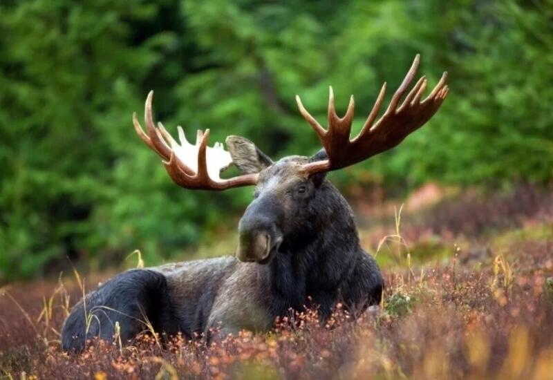 Лоси устроили трапезу на дороге