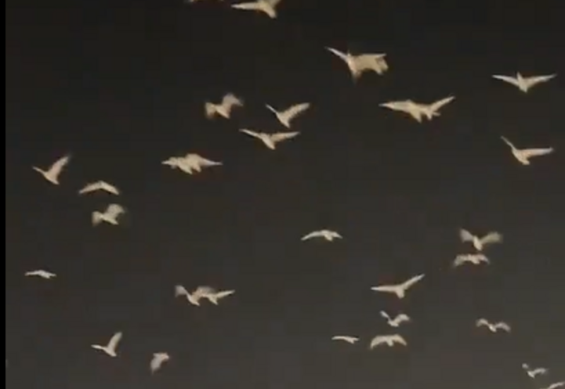 Перед Ватиканским собором этой ночью кружили сотни птиц