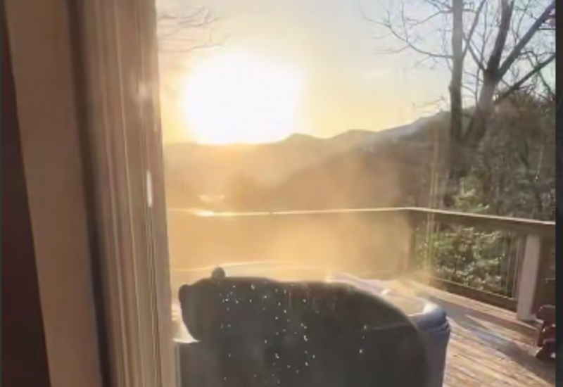 В США медведь устроил себе отдых в джакузи во дворе частного дома