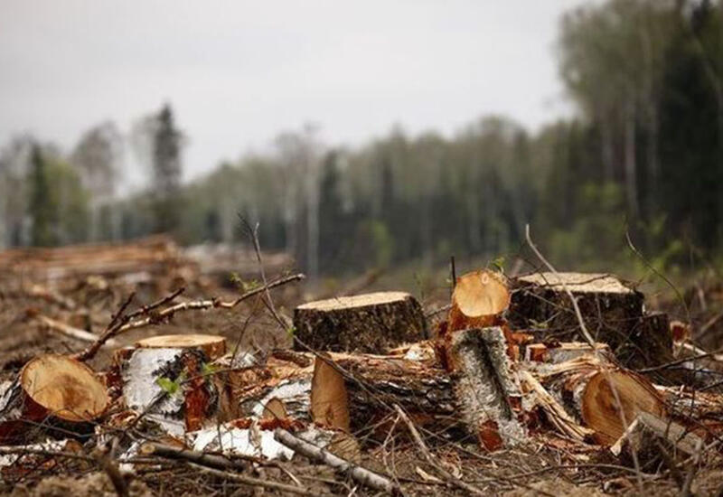 Bu 3 rayon və 2 şəhərdə təbiətə 108 mindən çox ziyan vurulub