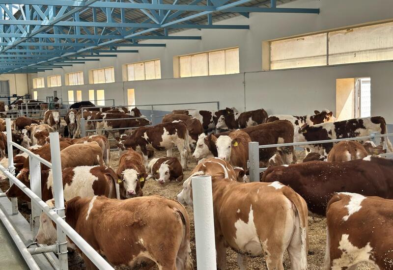 Животноводческая продукция из Ходжалы отправится за рубеж