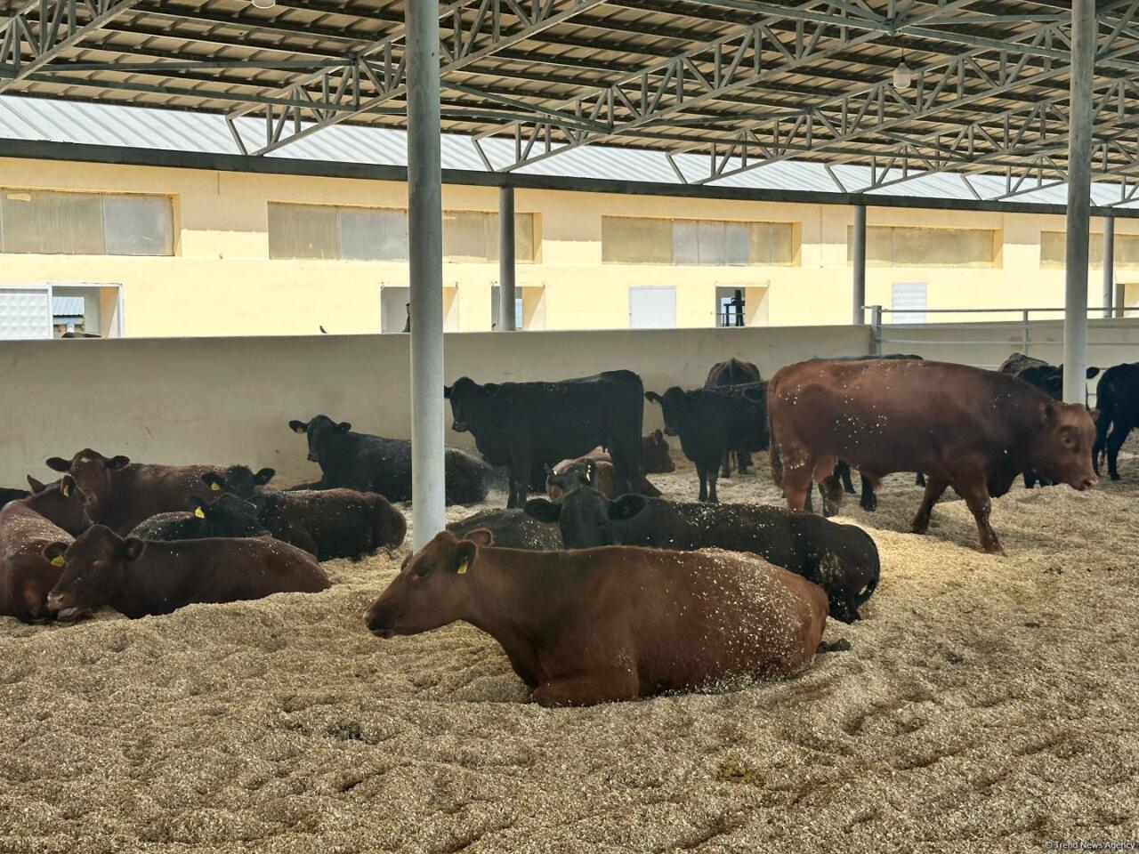 Животноводческая продукция из Ходжалы отправится за рубеж