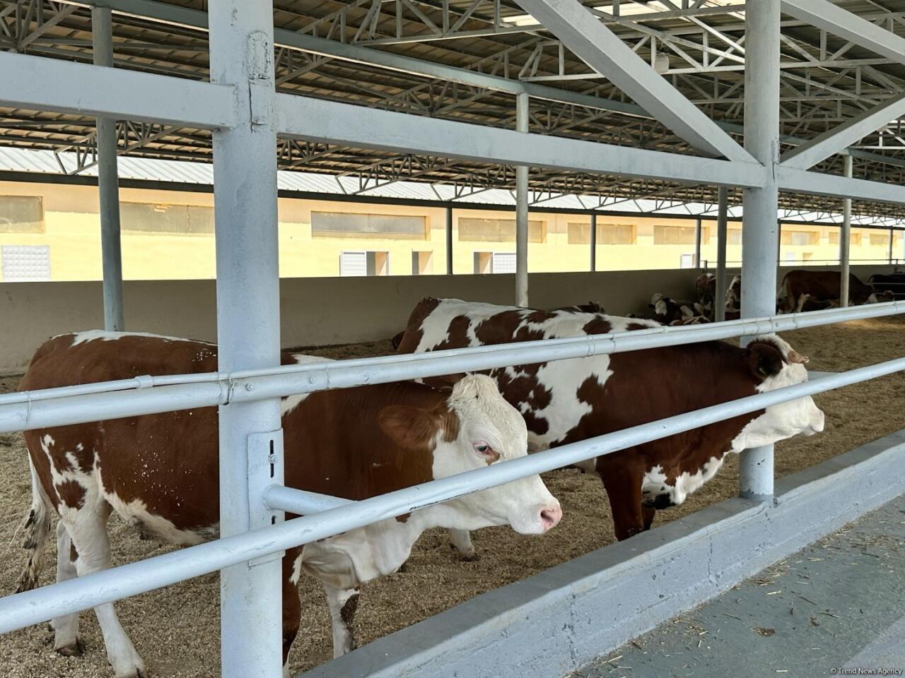 Животноводческая продукция из Ходжалы отправится за рубеж