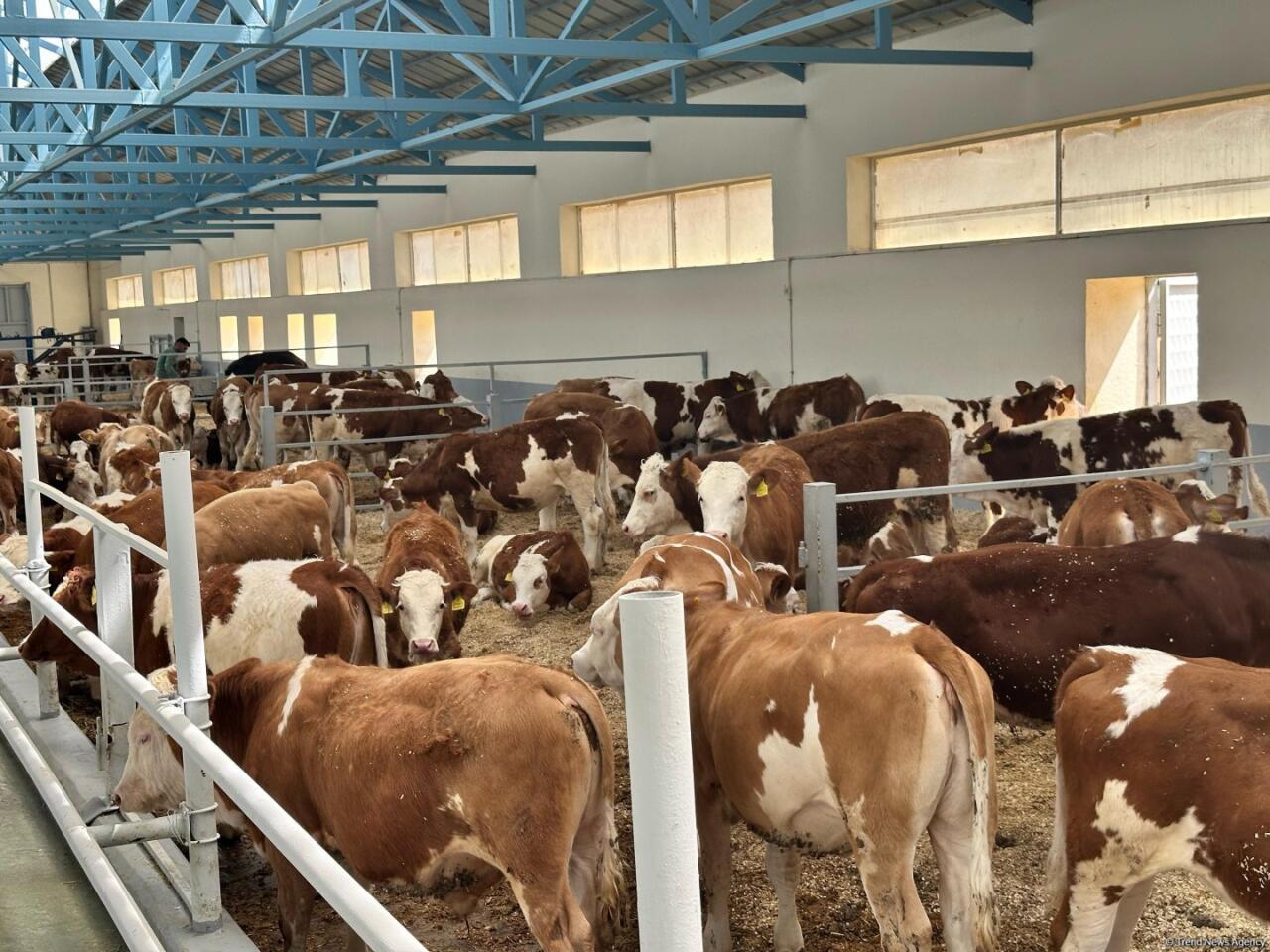 Животноводческая продукция из Ходжалы отправится за рубеж