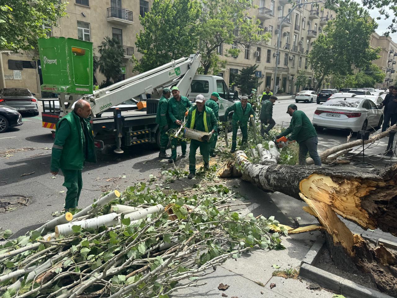 Şəhərin mərkəzində ağac hərəkətdə olan maşınların üstünə aşdı