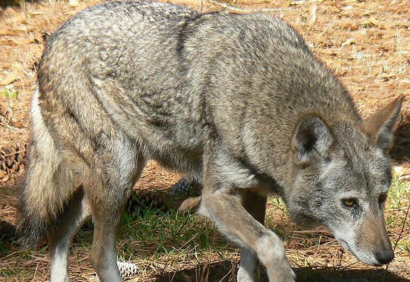 Göygöldə canavar gündüz vaxtı kəndə girdi