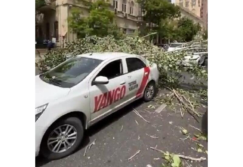 В Баку огромное дерево упало на проезжающие машины