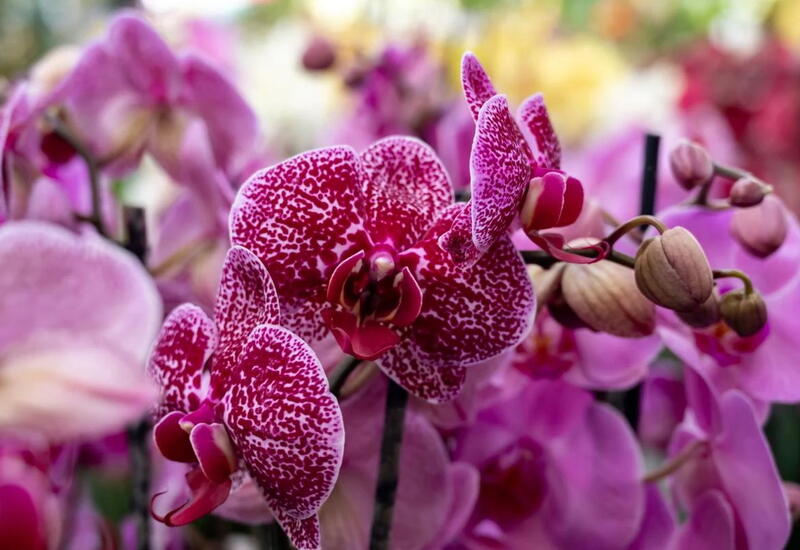 Орхидеи снова зацветут, если выполнить одно простое действие