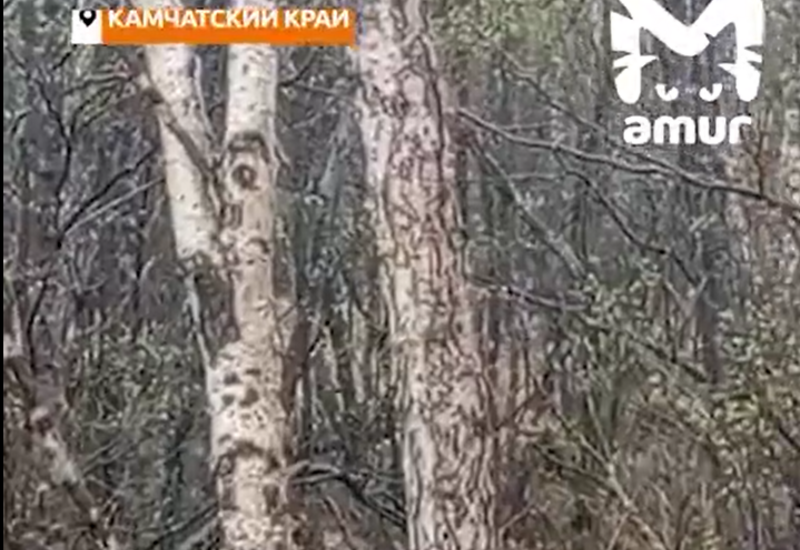 Загадочный жест рыси в Камчатском крае