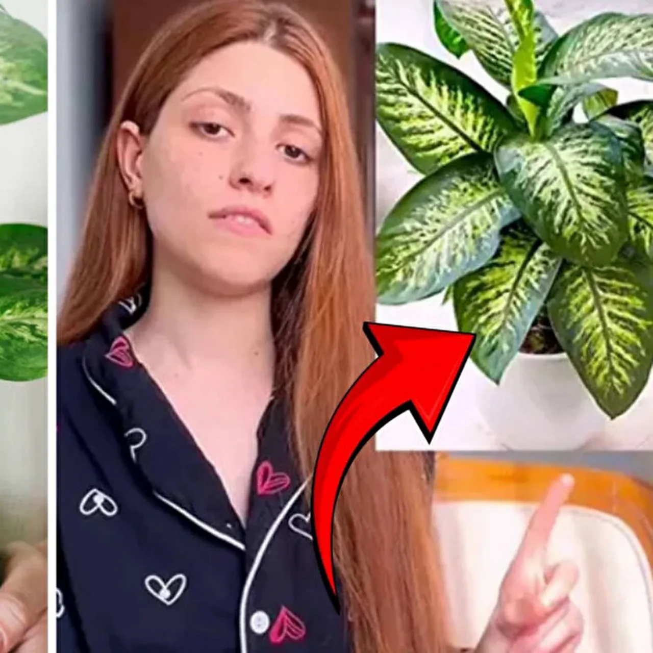 Bu bitkiyə toxundu, kəkələməyə başladı