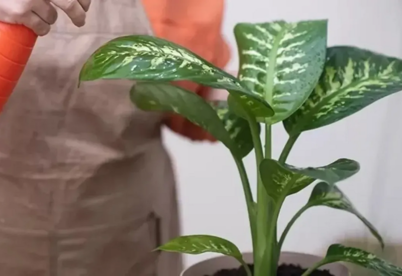 Bu bitkiyə toxundu, kəkələməyə başladı