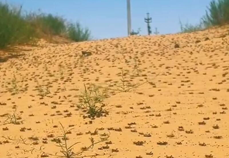 Qazaxıstanı çəyirtkə basdı