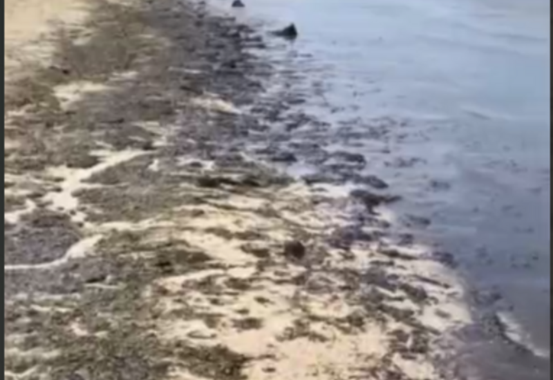 На пляжах Анапы новая напасть