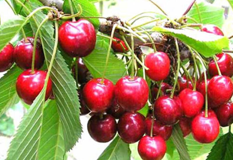 Gilas niyə UCUZLAŞMIR?
