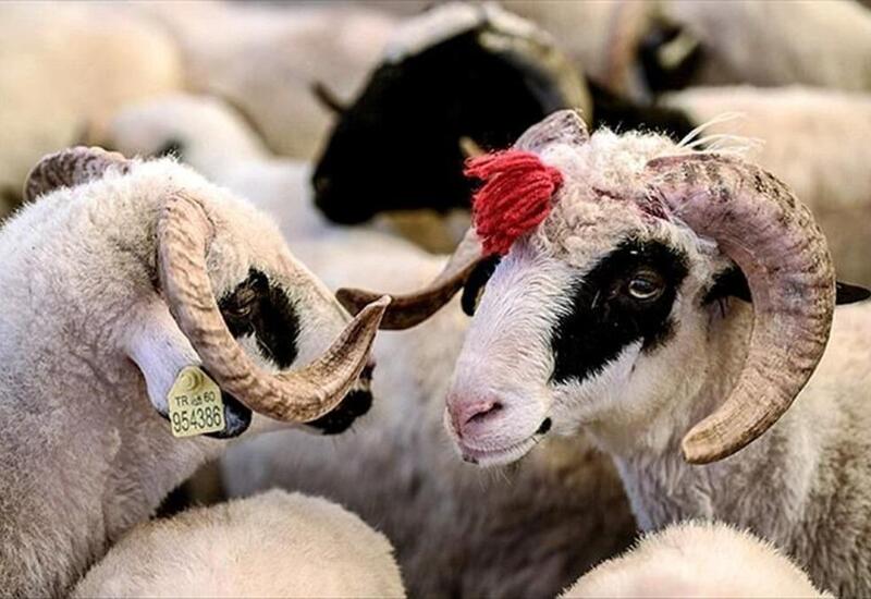 Qurban bayramı ərəfəsində heyvan bazarnda son vəziyyət