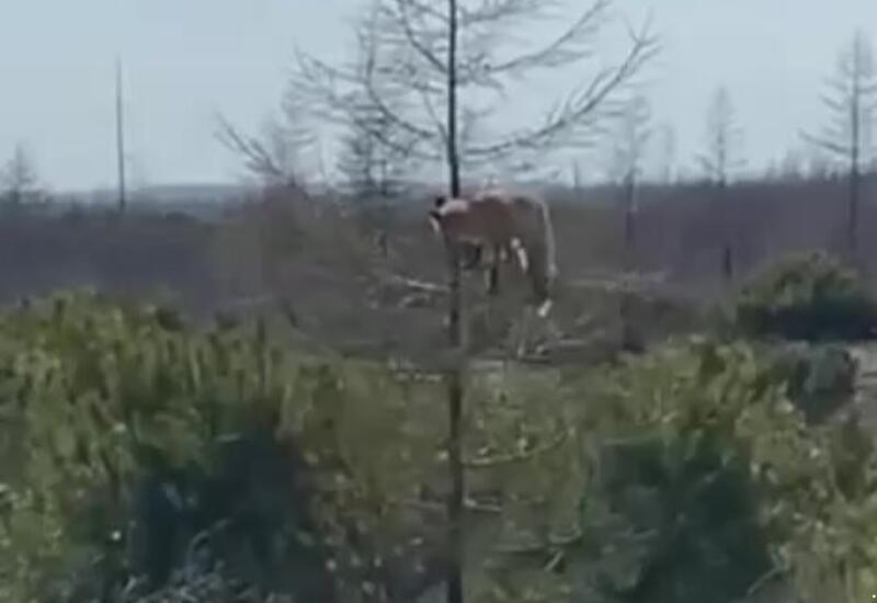 Охота лисы на бурундука удивила соцсети