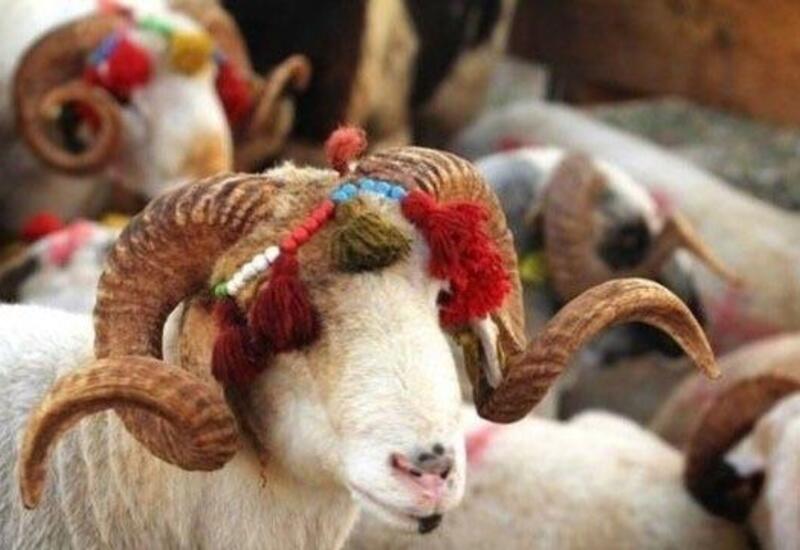 Qurbanlıq üçün hansı heyvanlar kəsilməlidir?