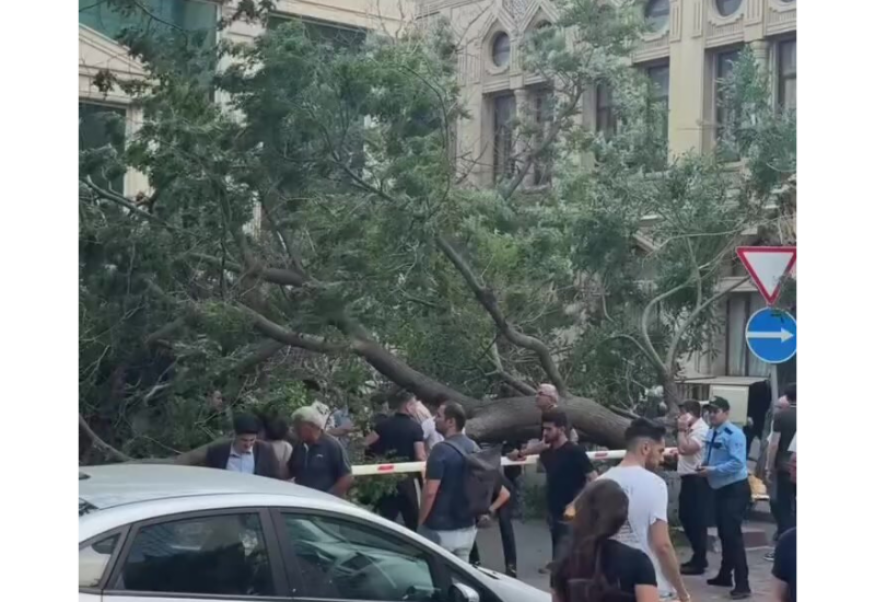 Сильный ветер повалил дерево в центре Баку