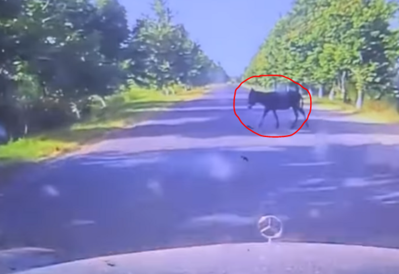 Uzunqulağı vurmaq istəmədi, maşın kanala düşdü