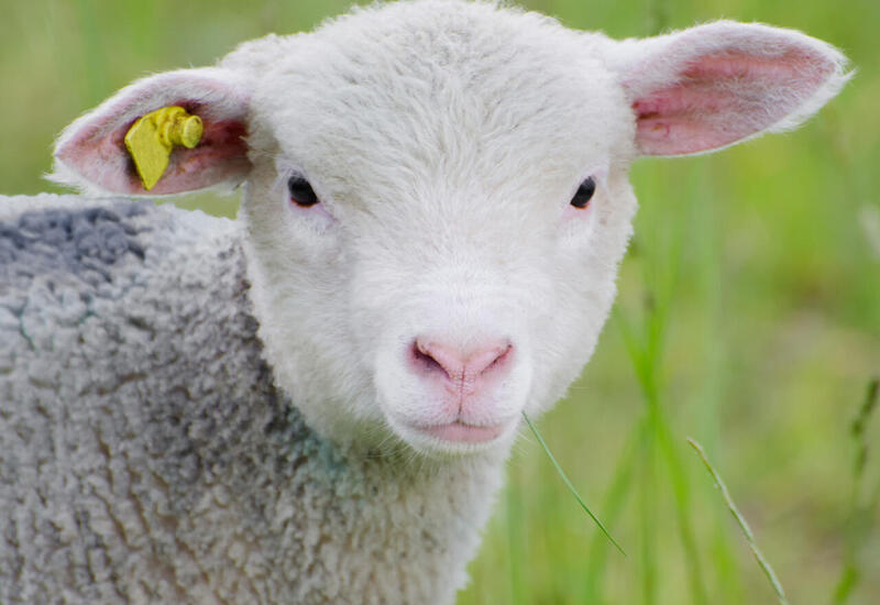 Bu il qurban kəsmək neçəyə başa gələcək?